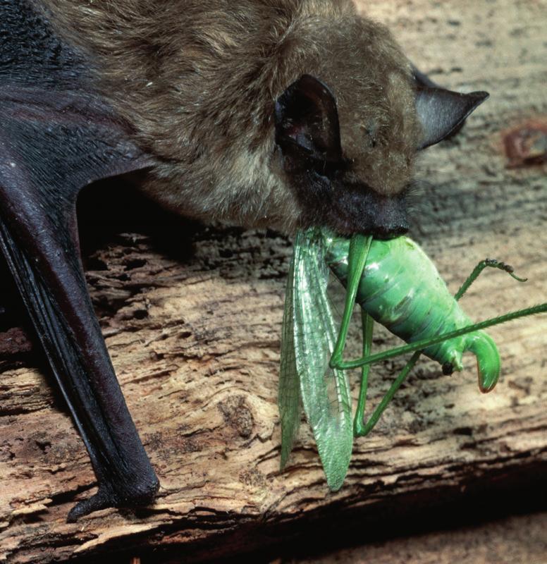 dark. Fortunately, the bat s keen senses help it detect and avoid