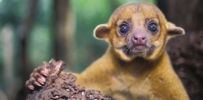 Chapter Four The Kinkajou and the Lion, Too Another nocturnal animal that roams the