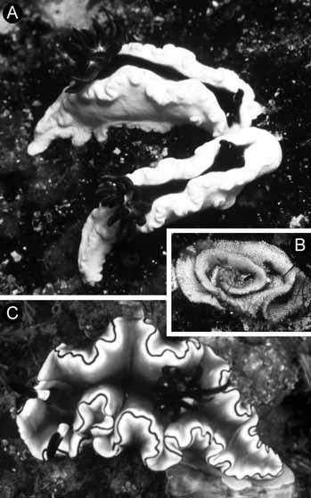 Figure 1. Living animals and egg mass. A, Glossodoris tibboeli, n. sp., holotype (lacm 3044) (top), 15 mm long, and paratype (lacm 4045) (bottom), 13 mm long, on their natural habitat.