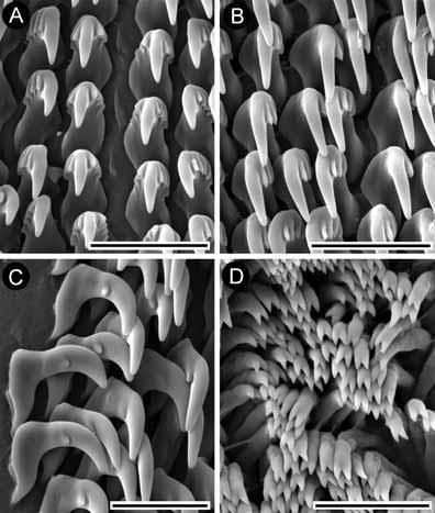 Figure 3. Glossodoris tibboeli, n. sp., paratype (lacm 3045): scanning electron micrographs of radula and jaws.