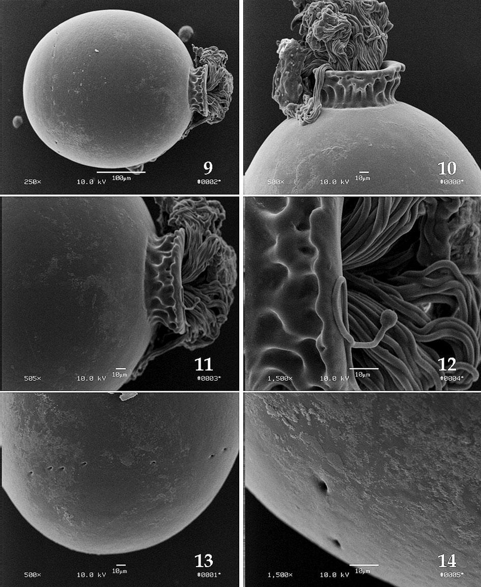 Figs. 9-14. Perlesta mihucorum, scanning electron photomicrographs. 9. Entire egg. 10. Collar pole. 11. Collar. 12. Details of collar and anchor fibers. 13. Micropylar pole. 14. Micropyles. figs. 7.
