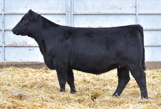 Bred Cows TJ 37Y Sells as Lot 23. Daughter of Lot 23.
