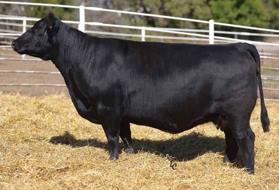 2 PE to CCR COWBOY CUT 5098Z(2703910). Safe to the PE and due 3/18/2019. TJ MISS 5556 Y8 Sells as Lot 30.