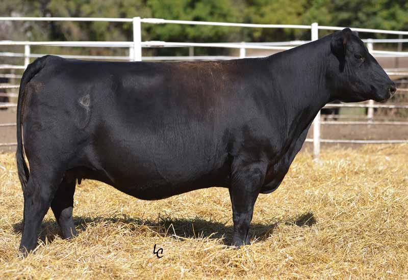 Bred Cows TJ 142Y Sells as Lot 36.
