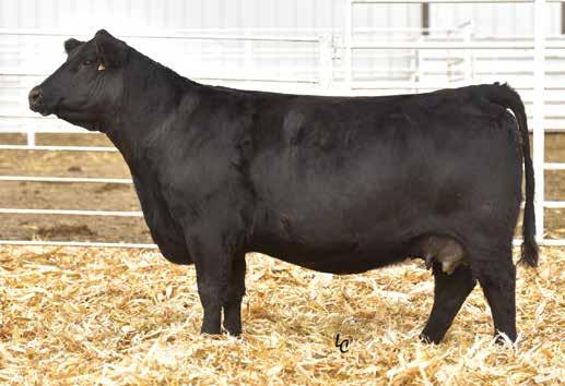 8 Rank 40 10 85 45 40 10 10 As we continue to analyze our new young sires and their progeny, Franchise continues to impress.