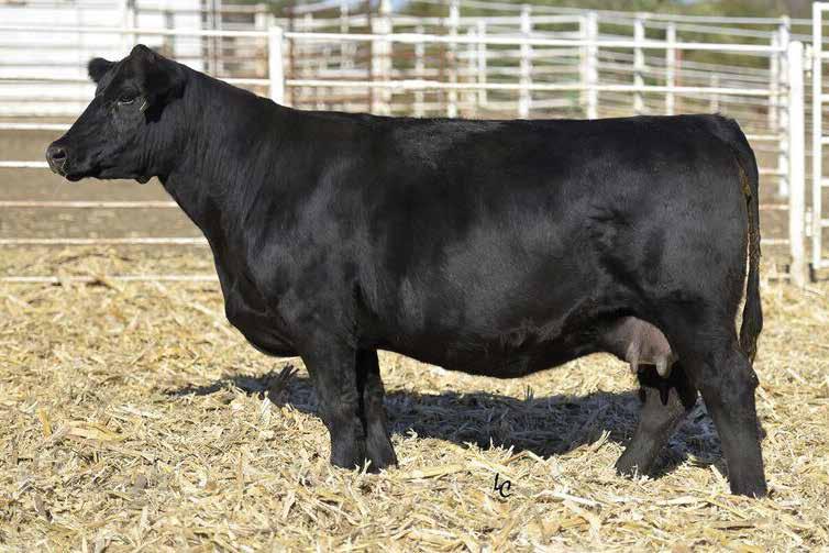 Proven Donors TJ 44Y Sells as Lot 2.