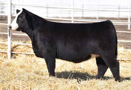 MS NLC MOJO S6119 B R A MISSIE 844 Daughter of Lot 2. 20.8-4.7 70.7 106.0 11.0 37.9 73.2 15.9 Rank 1 1 30 35 3 1 1 45 10.0 33.
