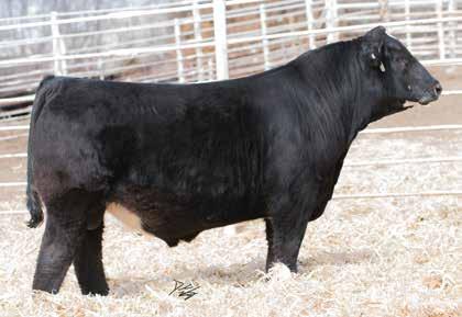 44Y has a track record of producing premium offspring raising the high selling open female the last two years.