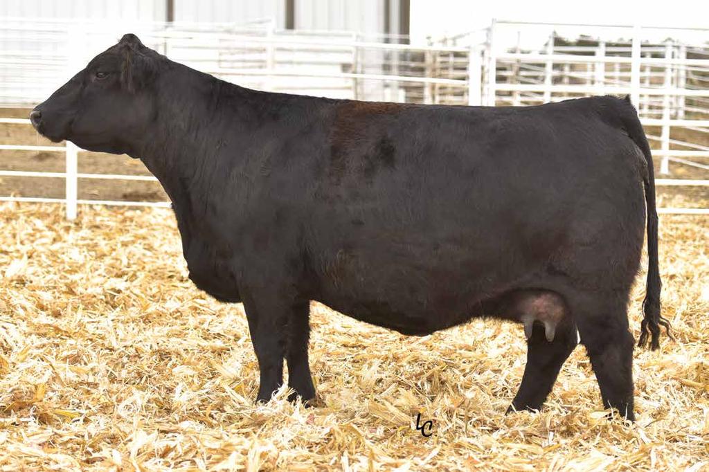 Proven Donors TJ 124Y Sells as Lot 3. 124Y is backed by proven genetics. She has left a group of great females at our place and her legacy will be felt here for years to come.