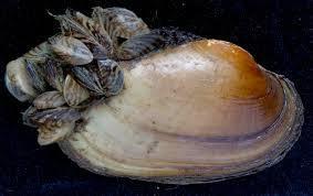 Zebra Mussels: Zebra Mussels were discovered on Clearwater Lake on July 5, 2015. The MN DNR came out on July 8 th to investigate. They did find zebra mussels attached to clam shells.