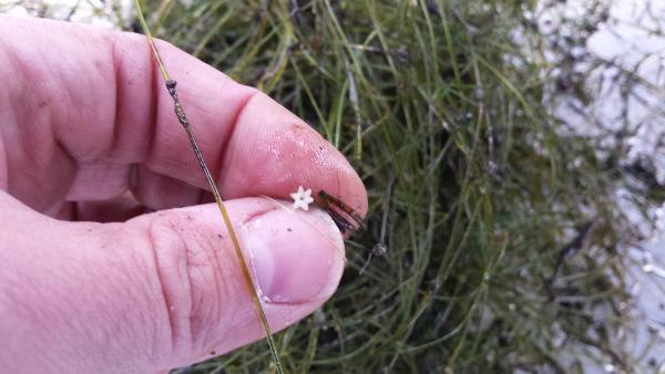 Starry Stonewort: Starry stonewort is a grass-like form of algae that are not native to North America.