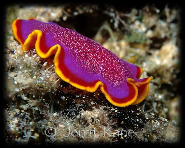 Classifying Marine Animals Phyla of Worms Flatworms (Platyhelminthes) - Flat, ribbonlike