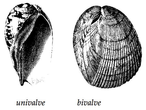 Classifying Marine Animals Mollusks ( soft bodied ): Soft Bodies Protected by Shells Shelled mollusks are divided into those with - one shell (univalves) =