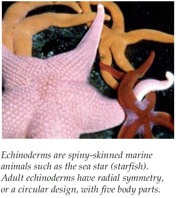 Classifying Marine Animals Echinoderms ( spiny skinned ) They have spiny, bumpy external cover. Radial symmetry (circular design) with five body parts.