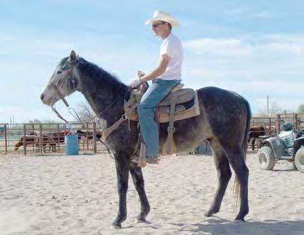 He is a smooth mover and will make a nice ranch horse for someone who also likes to team rope a little.