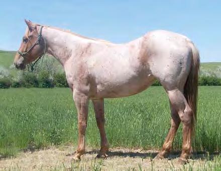 87 JACKYLE SPERRY HORSE SALE Sorrel Pony Gelding This cutie is a small horse.