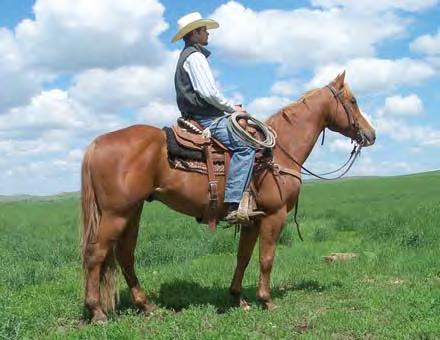 He was ridden last fall and now he has a summer under his belt so he is ready to go for you. Consigned by D&S Cattle Co.