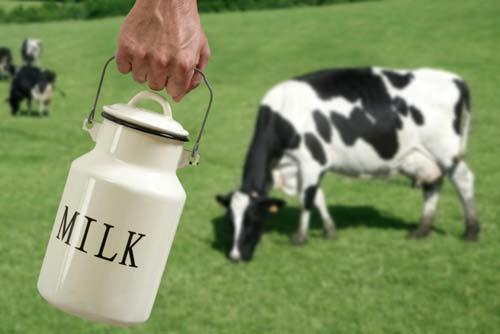 Milk Market Dairy Cattle numbers have increased US Milk Production up a little year over