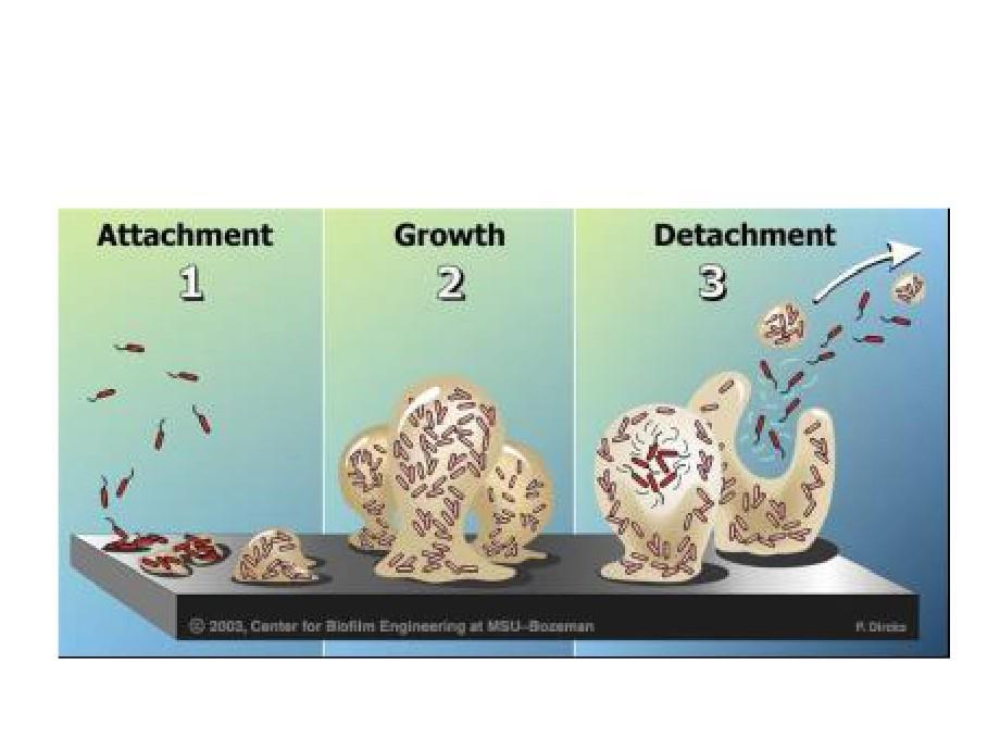 Biofilm - Illustration Biofilms can rapidly develop into high risk colonies where huge numbers