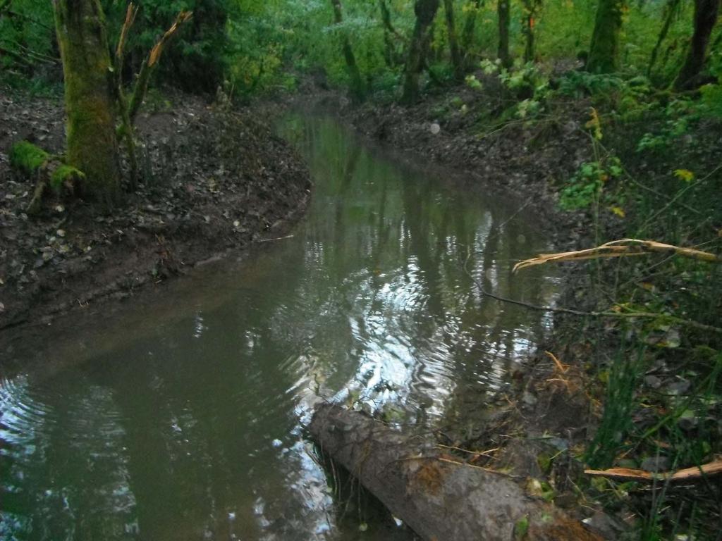 New channel (primary rearing habitat and overwintering for Coho