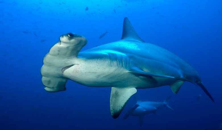 Hammerhead Sharks Sphyrna lewini, S.