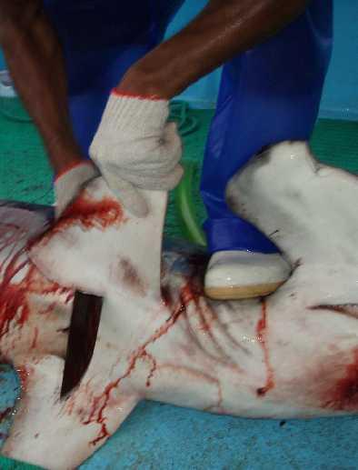 Hammerhead Sharks Threats Targeted heavily in fisheries Aggregations easy to exploit Bycatch in tuna fisheries