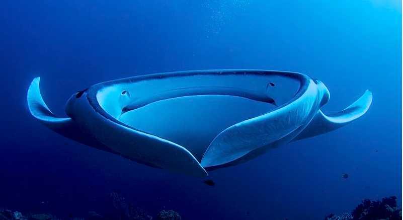 Manta rays Annex III justified Criteria 1: decline and fragmentation of species Criteria 4: listed as endangered by IUCN for the