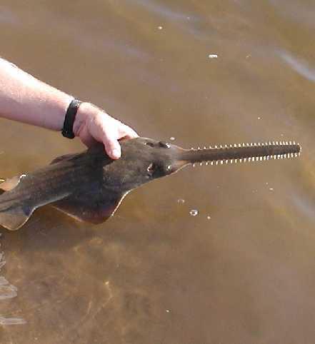 Small Tooth Sawfish Biology Large fish (3-4m adult) Age at maturity 5-8yrs Live bearing with 15-20 pups in a 2 year