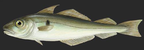 Volume Value European Market Observatory for Fisheries and Aquaculture Products 1.7 Focus on haddock Haddock (Melanogrammus aeglefinus) is a valuable North Atlantic fish of the cod family, Gadidae.