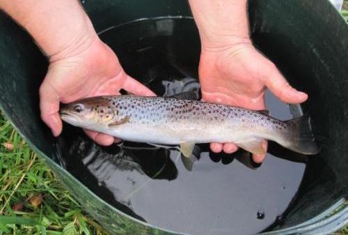 3.3 DISCUSSION At present rod catch and juvenile electrofishing surveys are the two monitoring programmes conducted annually on Trout populations within the Foyle and Carlingford areas.