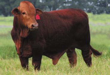 HERD SIRE PROSCTS This year we are offering four two year old herd sire prospects.