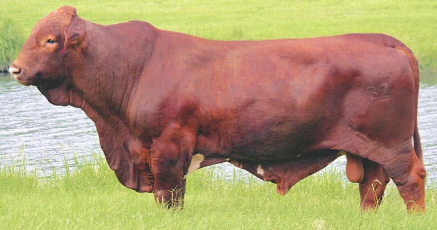 BENCHMARK A RFORMANCE BULL WITH GENETICS YOU CAN TRUST (Shown in pasture condition at end of 2004 breeding season) Sire: Cornerstone (Natural Selection x Phannie Marie Dam: 543/6 (Classic Cotton x