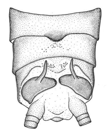 Penis sac longer than tube, bearing spines along most of length, and curved ventrad into a wide, subapical, spiny lobe, thumb shaped in lateral aspect and somewhat lunate in ventral aspect; sac