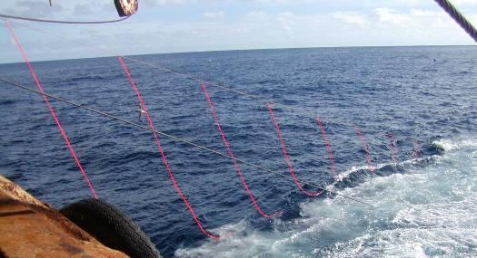 tows, due to a shallower warp angle and swells. In swells, the trawl float at the end of the 30 m backbone crossed under the trawl warp on one occasion, rendering the streamer line ineffective.