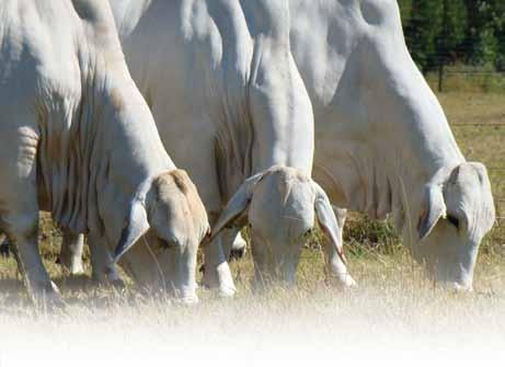 BRAHMAN Congress Journal 2014 temperament is essential. Animals must be easy to manage, yet also alert. Structural soundness ranks high on their priority list and fertility is not negotiable.