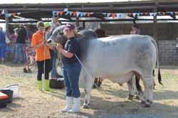 Parents are in the show business themselves and therefor the children run in their footpaths. Marli Grobler from Dalyspan Brahman stud.