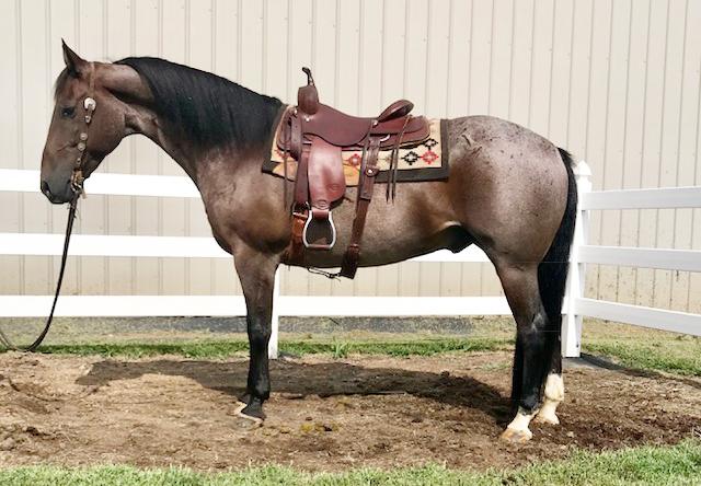 INK Black/White Leopard Grade Mare 11 A beautiful mare with all the color you could ask for! She has a sweet disposition and suitable for most anyone to ride either english or western. She jumps a 3.