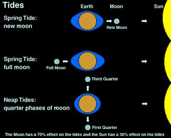 Introduction- Tides Caused by the gravitational effect of the moon, and to a lesser extent the sun, on the world s oceans in combination with the rotation of the earth.