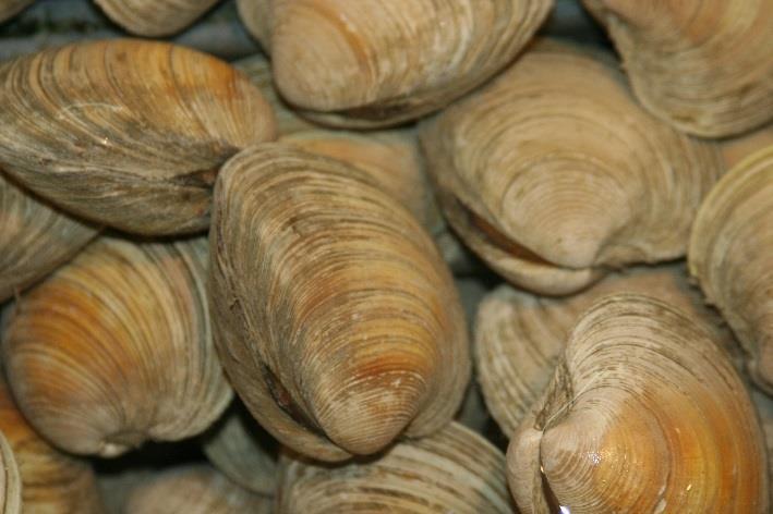 Bivalves that live in the sea.