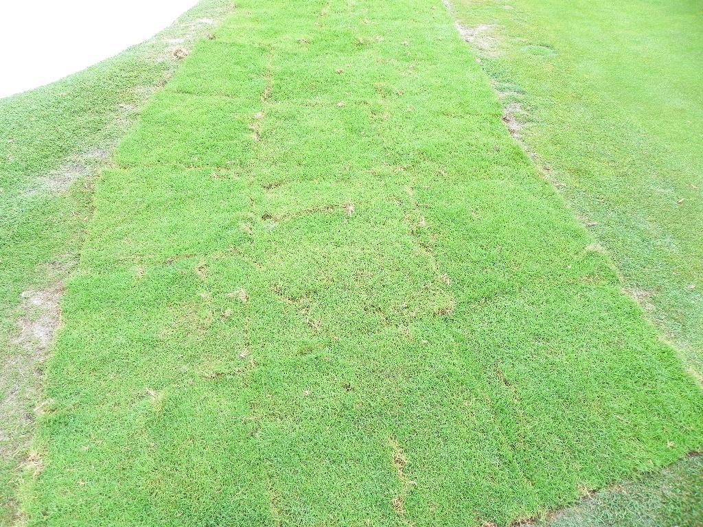 widespread this spring that sod availability is now an issue as courses scramble to obtain enough sod to repair these areas.