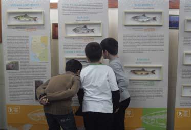 fish found in the Prespa Lakes as well as the main threats that they face, such as water pollution and