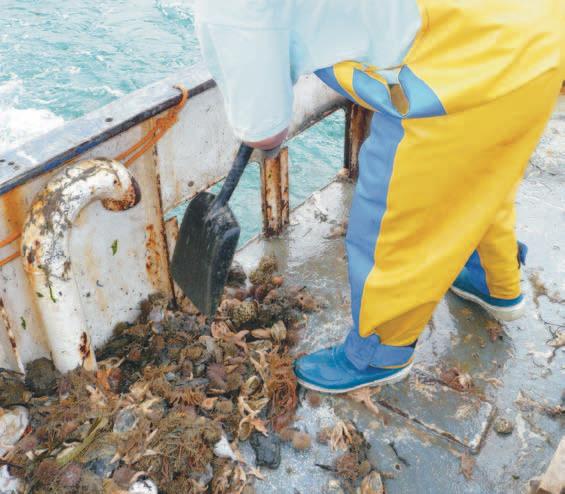 Discards Discards and low impact fisheries Turning the tide for low impact fisheries Norwegian discards policy Discards Discards usually occur when a fishing vessel catches organisms that are either