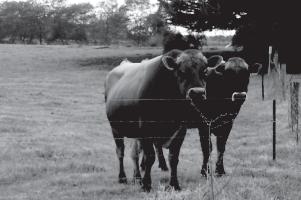 Good bull management means running adequate numbers of healthy, fertile, well-grown bulls with the herd; reducing the stresses caused by heat, over-working or dominant animals; and handling bulls to