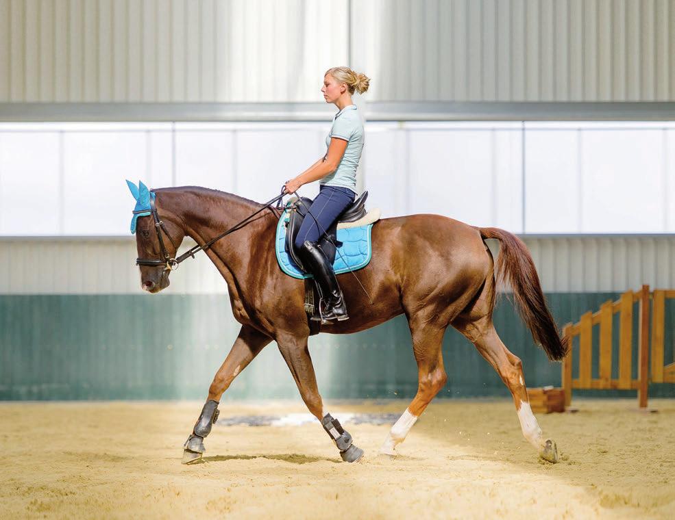 Build engagement and tone by lifting through your breastbone as you inhale. What Is the Rider Learning? To keep the horse on the aids at the extended trot without the support of the rail.