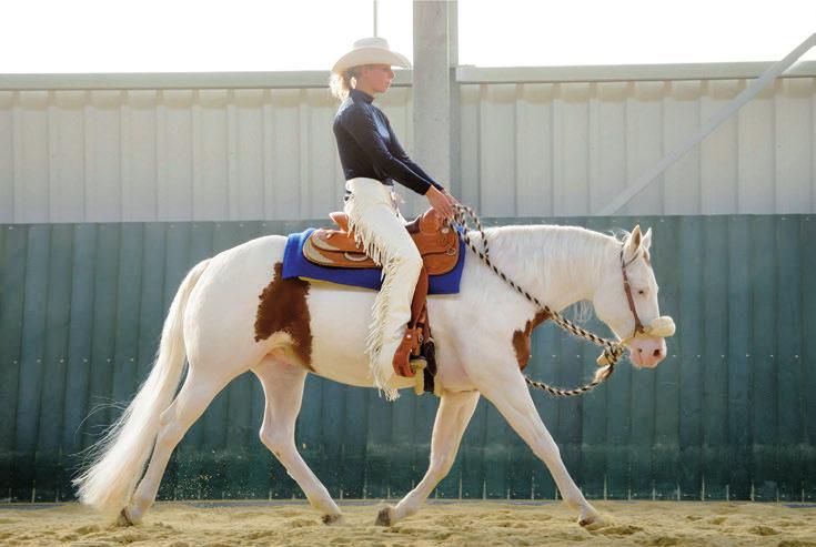 After shoulderin, horses move from behind more actively. What Is the Horse Learning? To activate his hindquarters. To actively track up under the center of gravity. To cover ground at the trot.