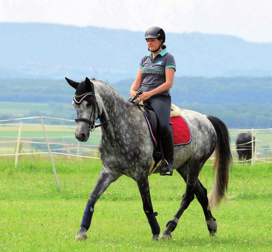 Alicia drives her horse softly forward into the extended trot. What Is the Rider Learning? To ride through changes in tempo. To ride the horse clearly forward onto the bridle. What to Do if?
