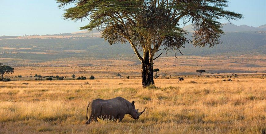 RHINOS As few as 29,000 rhinos live in the wild, drastically down from the 500,000 that once roamed Africa and Asia in the beginning of the 20th century.