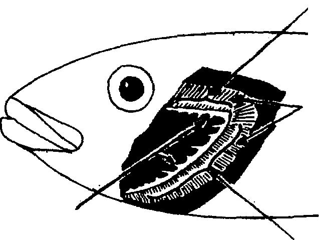 fish gill arch (upper part) margin smooth margin spiny gill filaments cycloid ctenoid gilirakers gill arch (lower part) schematic examples of "normal"