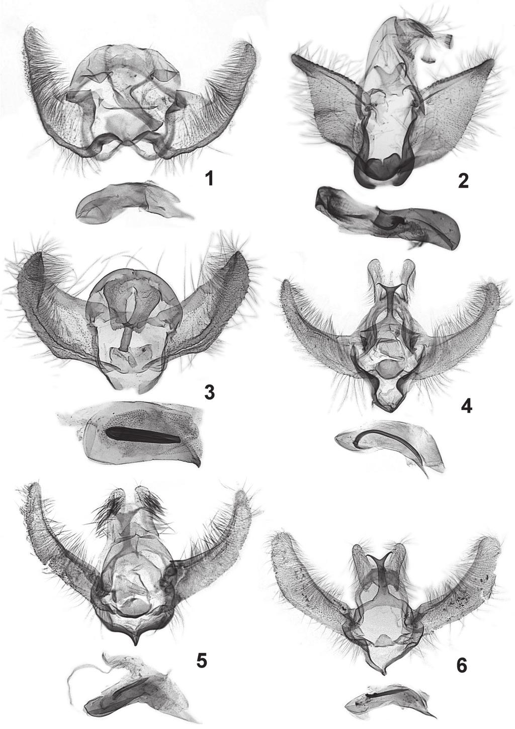 554 Józef Razowski, Janusz Wojtusiak 1-6. Male genitalia: 1 Plesiocochylis gnathosia sp. n., holotype, 2 Henricus pampasianus sp. n., holotype, 3 Imashpania mashpinana sp.