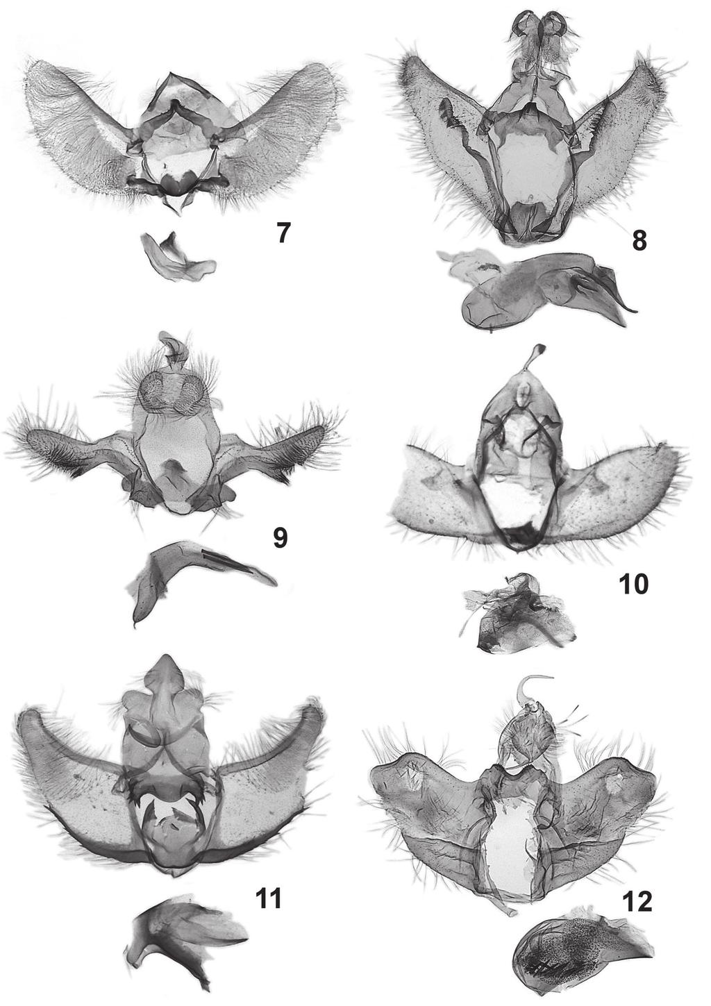 Tortricidae from the Mountains of Ecuador 555 7-12. Male genitalia: 7 Deltophalonia obscura sp. n., holotype, 8 Aethes chilesi sp. n., holotype, 9 Tossea setosa sp.
